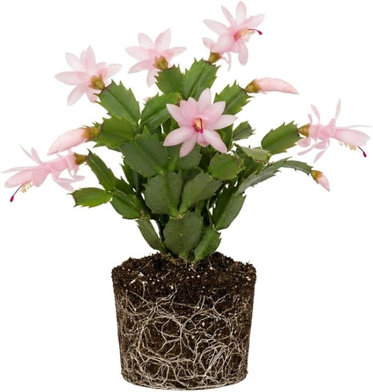 Pink Christmas Cactus Plants Live, Size 3-6" Christmas Cactus Plant, Colorful Holiday Houseplant Flowering Succulent Live Plants for Planting, Well Rooted, No Pot