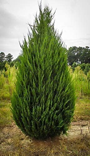 Spartan Juniper | 10 Live Trees | Juniperus Chinensis | Evergreen Privacy Screening Plant