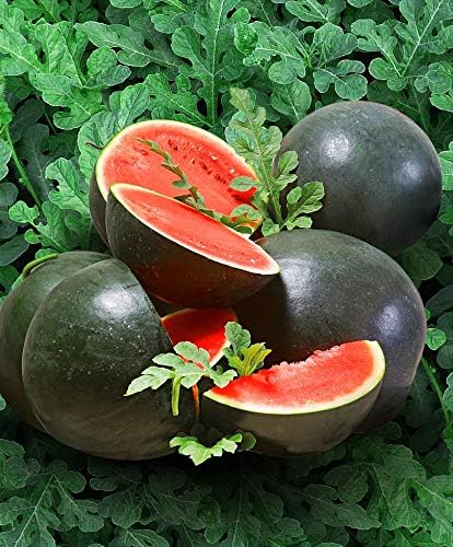 Watermelon Black Beauty Early Rare Giant Fruit Heirloom Organic Non-GMO