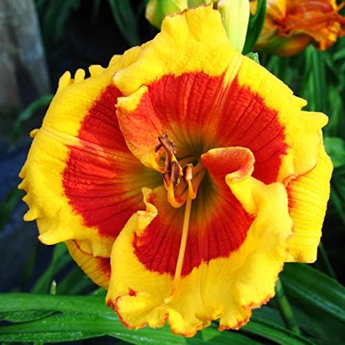 Brookwood Lee Causey Daylily Flower Bulb - Naturalizing - Perennializing - Easy to Grow Live Plants - Outdoor Garden
