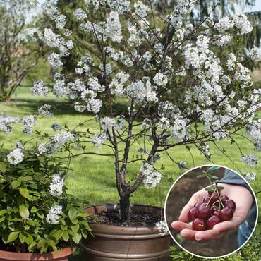 Dwarf Bing Cherry Tree Seeds, Sweet Edible Fruit, 10 Seeds, Container Growing.Limited Supply Order Now!