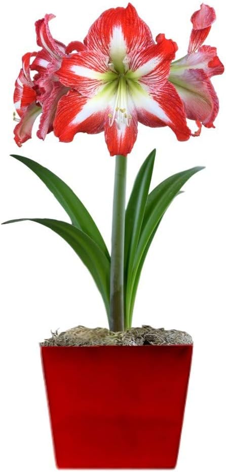 Easy to Grow Amaryllis 'Minerva' Pre-Planted Bulb Indoor Gift Kit in a Red Square - Red & White Flowering Blooms in 4 to 8 Weeks