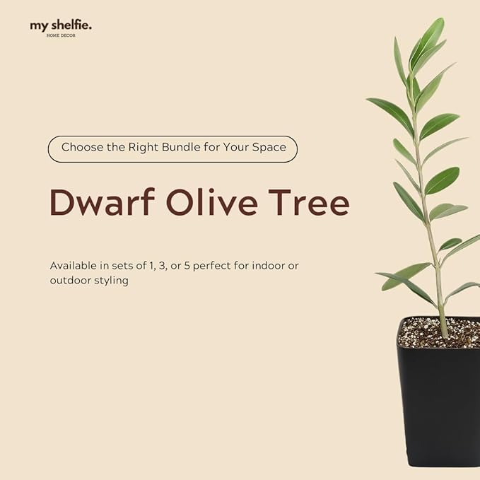 MYSHELFIE Dwarf Olive Tree Starter Plant, 2 Inch Pot, Indoor Outdoor Bonsai (1)
