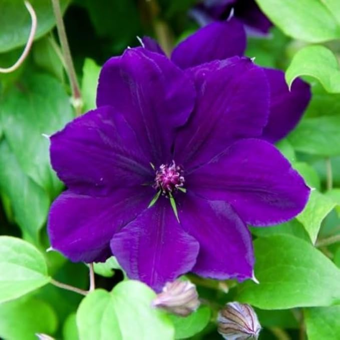 Blue Purple Clematis Vine Plants Live in Pot, 8 Months Old Seedlings Climbing Flowering, Outdoor Trellis Fences, Cold Hardy