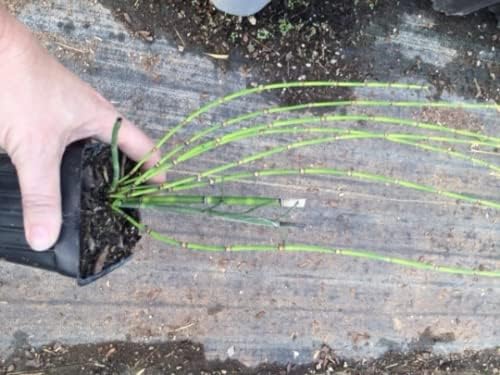 Horsetail Grass in a 4 inch containers (10)