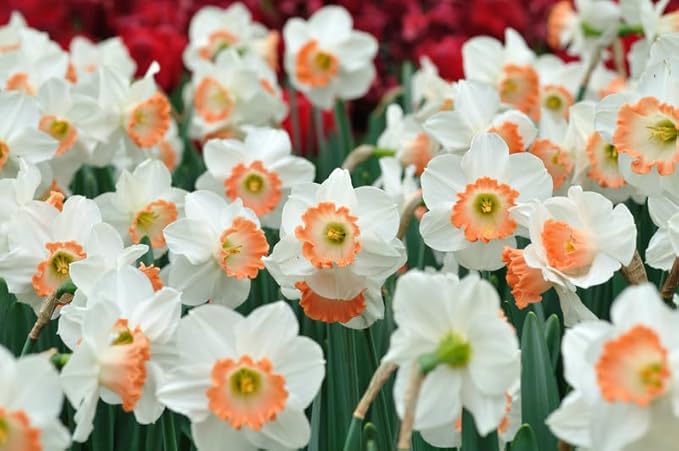 Pink Charm Daffodil Bulbs for Planting - Easy to Grow Perennial Flowers for Garden or Containers (10 Bulbs)