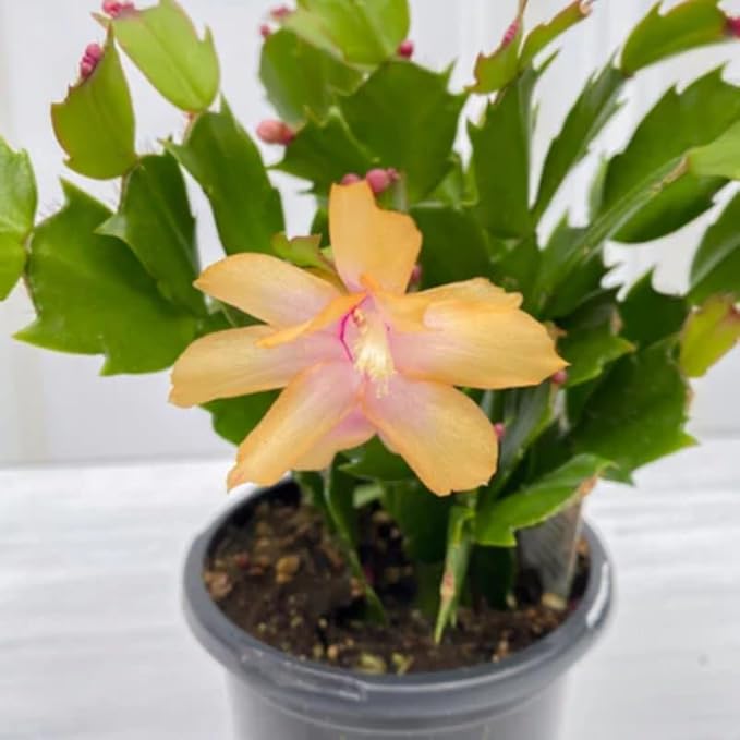 2 Yellow Christmas Cactus Plants, Thanksgiving Cactus 3-6 Inch Tall, Winter Succulents Flowers Container Hanging Basket Indoor Outdoor Planting