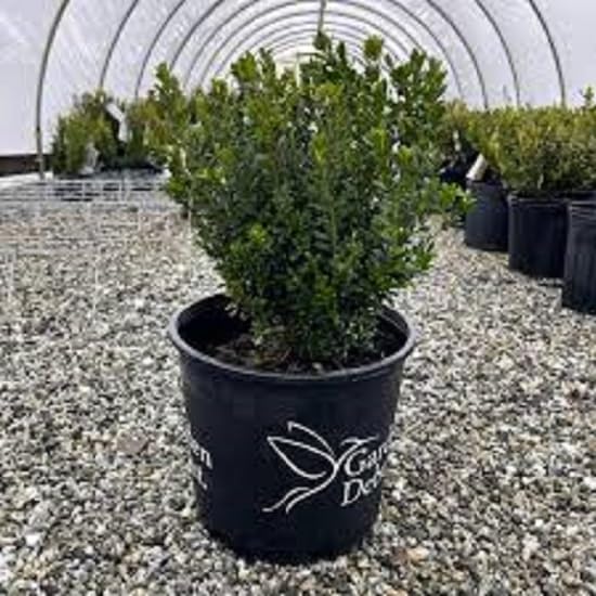 Baby Gem Dwarf Boxwood - Live Plant - Full Gallon Pot