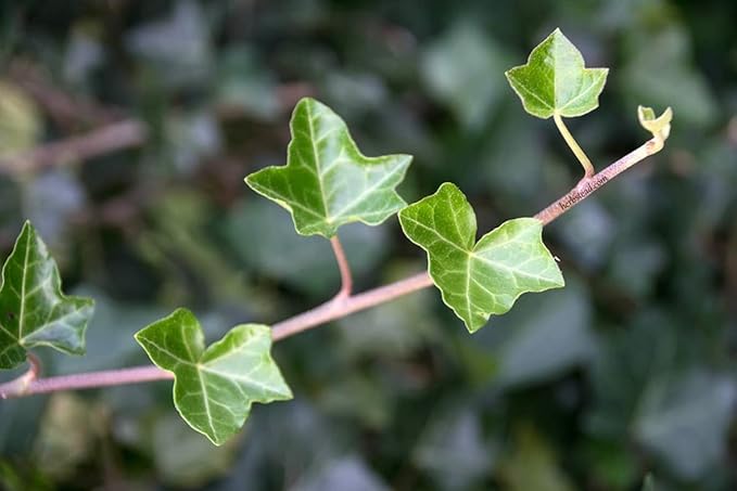 English Ivy Tree - Live Plant in a 4 Inch Pot - Hedera Helix - Florist Quality - Stylish Air Purifying Topiary Houseplant Vine