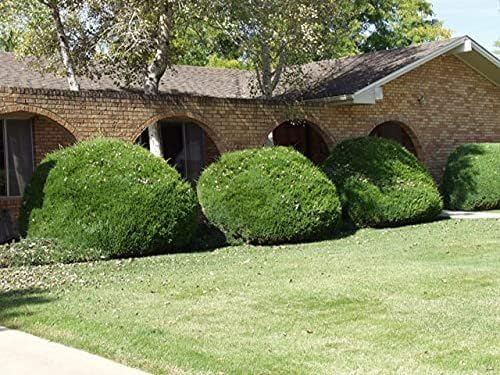 Sea Green Juniper - 2 Live Gallon Size Plants - Juniperus Chinensis - Drought Tolerant Cold Hardy Evergreen Border Screening Shrub