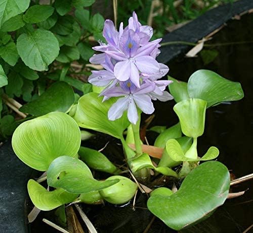 Floating Flowering Plant – Live Aquatic Plants for Ponds & Aquariums (5 Common Water Hyacinth (Eichhornia crassipes), 5, Count)
