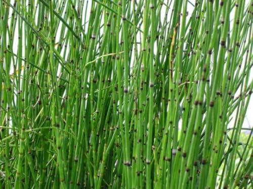 Horsetail Grass in a 4 inch containers (10)