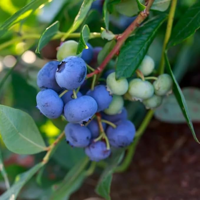 Legacy Blueberry Plant Live for Planting, 4-8 Inch Tall Starter Plant, Hardy Blueberry Bush for Garden or Patio