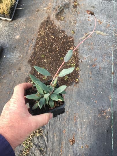 2 Fragrant Cloud Pink Honeysuckle in 3.5 inch Pot