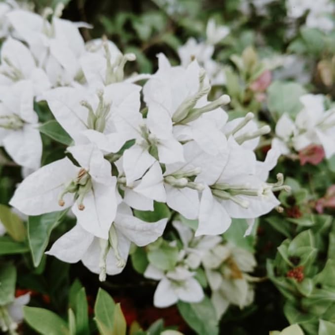 2 Bougainvillea Plants Live, Trailing Flowering Vines, 5-9” Tall, Well-Rooted Bougainvillea Trees for Outdoor Garden or Patio (White Bougainvillea)