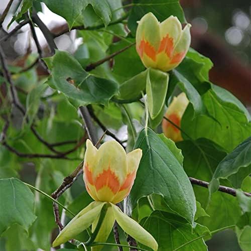 Tuliptree (Liriodendron tulipifera) – 1 Gallon Potted – Fast-Growing Flowering Shade Tree | Arbor Day Foundation (Due to Agricultural Laws, Unavailable to CA or AZ)