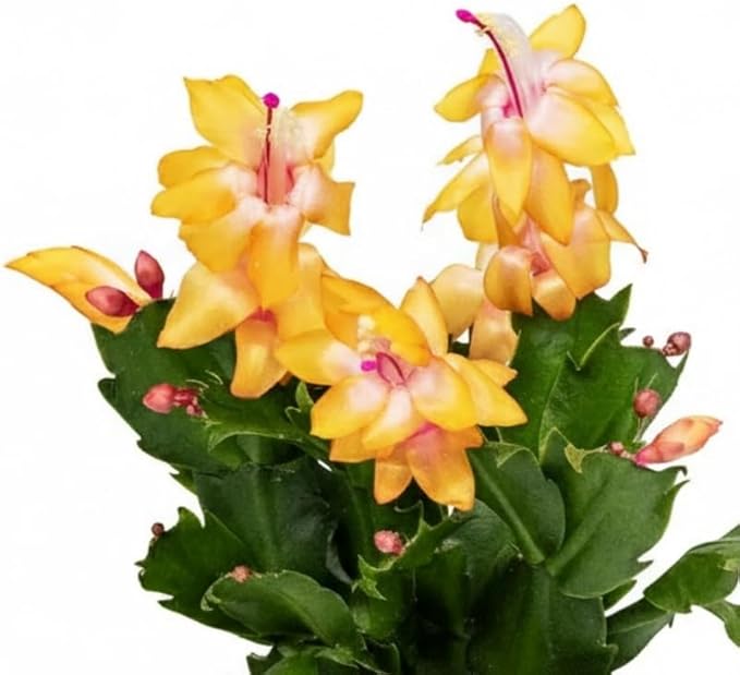 Yellow Christmas Cactus Plants Live, Size 3-6" Christmas Cactus Plant, Colorful Holiday Houseplant Flowering Succulent Live Plants for Planting, Well Rooted, No Pot