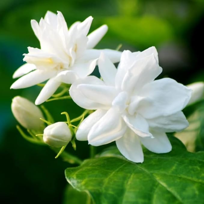 Jasmine Plant, Fragrant Jasmine Flower Vine 4-8 Inches Well Rooted for Container, Hanging Basket Growing (Maid of Orleans)