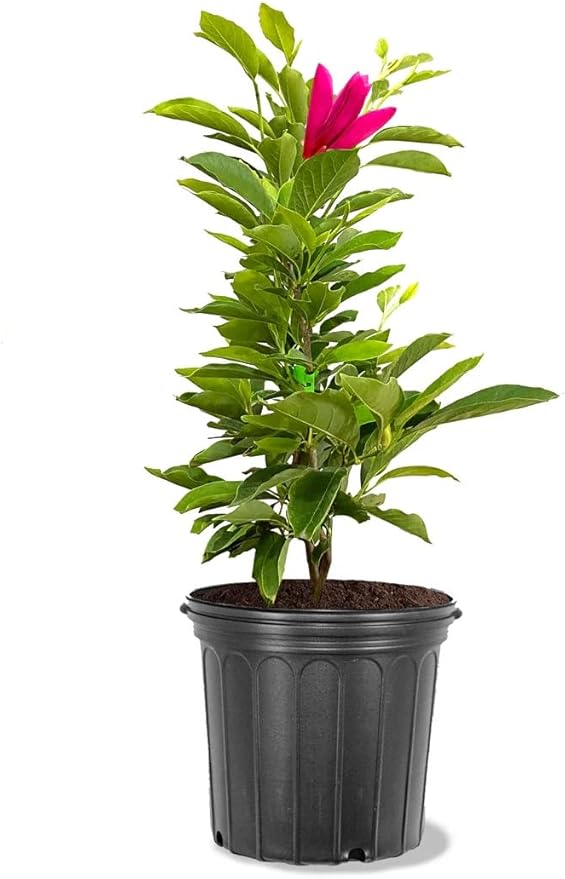 Ann Magnolia Tree, 1 Gallon Potted, Compact Purple-Red Blooms – Ideal for Small Gardens | Arbor Day Foundation (Due to Agricultural Laws, Unavailable to CA or AZ)