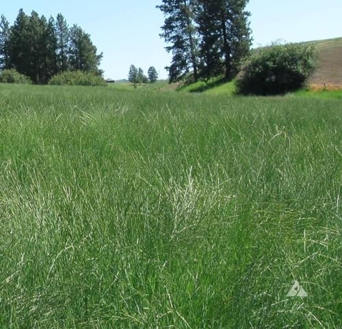 Outsidepride Western Native Grass Seed Mix - 5 lbs. Perennial Blend of Warm & Cool Season, Drought Tolerant Grass Seed for Natural Landscaping w/Wildflower, Soil Health Improvement & Erosion Control