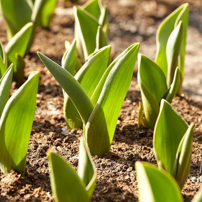 50-Pack Bulk Mixed Tulips Flower Bulbs - 50 Bulbs per Pack - Good as Cut Flowers - Perennializing - Easy to Grow Live Plants - Outdoor Garden - Pack of Colorful Spring Blooms – Fall Planting