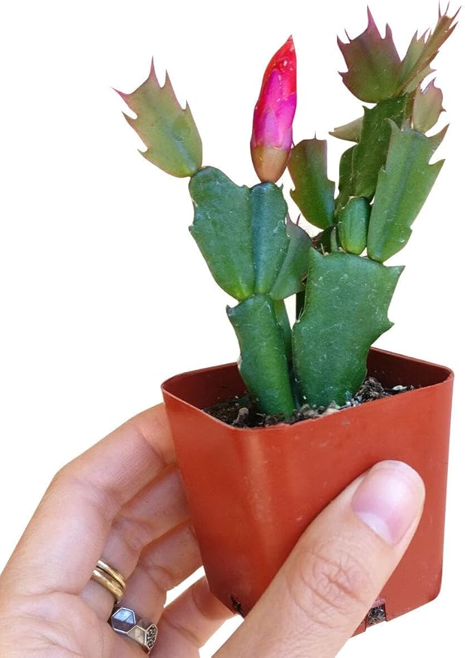 Christmas Cactus Thanksgiving Cactus (2 inch + Plastic Pot) - Red/Pink/White Zygocactus - Holiday Decorating with Cacti and Succulents - Christmas Gift Ideas 2025
