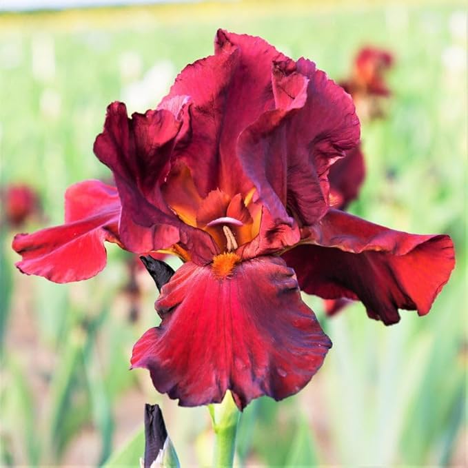 Bernie's Legacy Re-Blooming Bearded Iris Flower Rhizome - Grows Year After Year - Perennial, Fragrant & Great for Cut Floral Arrangements - Easy to Grow Fall Planting Bulbs by Willard & May