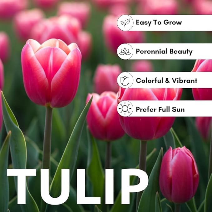Apricot Parrot Tulip Bulbs for Planting - Stunning Parrot Tulips, Perennial, Top Size Bulbs (5 Bulbs)