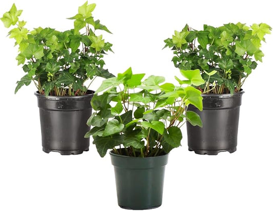 Thorsen's Greenhouse Live Green English Ivy Plant, Hedera Helix, Natural Air Purifier, Easy to Grow, Live Indoor Houseplant, 4" Diameter Pot (3 Pack Nursery Pots)