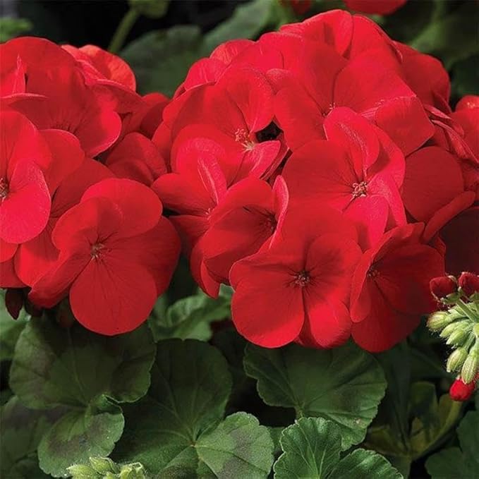 Maverick Series Geranium Scarlet ~50 Seeds – Pelargonium x hortorum – Non-GMO, Annual – Compact 12-18" Plants – 4-6" Blooms – for Containers, Borders & Flower Beds – 91-105 Days