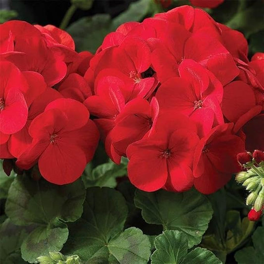 Maverick Series Geranium Scarlet ~50 Seeds – Pelargonium x hortorum – Non-GMO, Annual – Compact 12-18" Plants – 4-6" Blooms – for Containers, Borders & Flower Beds – 91-105 Days
