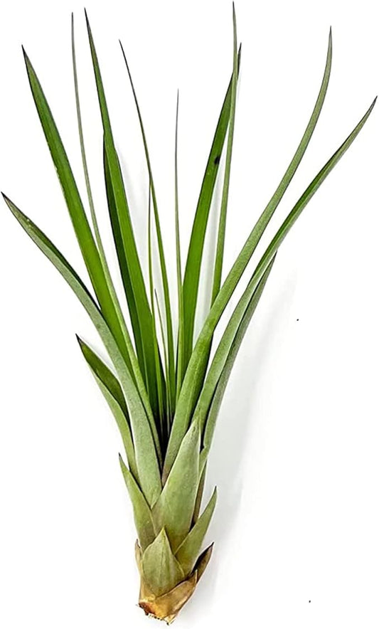 ragnaroc Air Plants - Tillandsia Fasciculata Tricolor, Large 4-6" - 1ct - Live Arrival Guaranteed - House Plants for Home Decor & Gift
