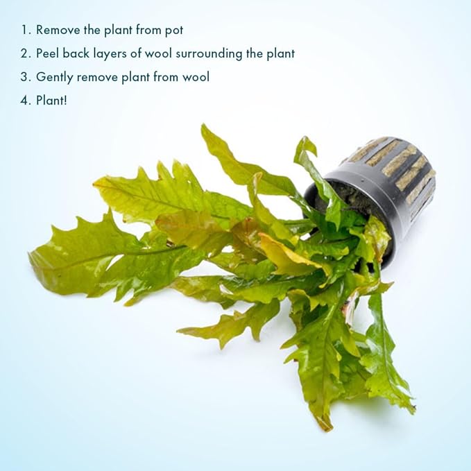 SubstrateSource Java Fern Live Aquarium Plants - Potted Freshwater Plant for Fish Tanks - Beginner Friendly, Low Light (Sunrise, 3 Pots)
