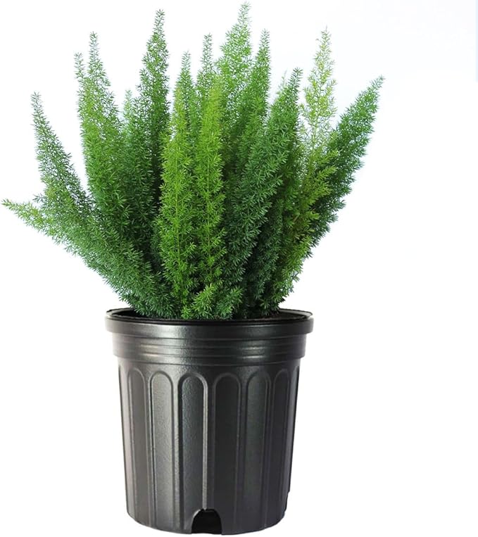 American Plant Exchange Live Foxtail Fern Plant, Plant Pot for Home and Garden Decor, 10" Pot