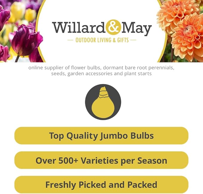 25 Mixed Ranunculus Bulbs Spring Planting - Buttercup Color Mix Value Bag - Plant in Gardens, Borders & Flowerbeds - Easy to Grow Flowers Bulbs by Willard & May
