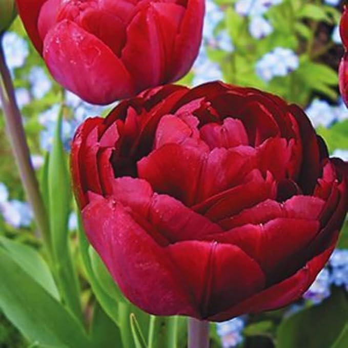 15 Red Tulip Bulbs for Fall Planting, Tulip Spring Flower Bulbs Perennial Outdoor, Colorful Blooms Groundcover Bulb