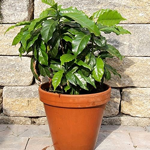 5+ Seeds Arabian Coffee Tree (Mountain Plant) - Tree Dwarf