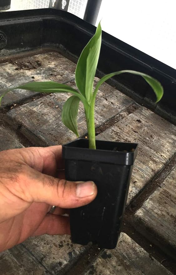 Grand Nain Chiquita Banana Tree - Live Dwarf Banana Plant