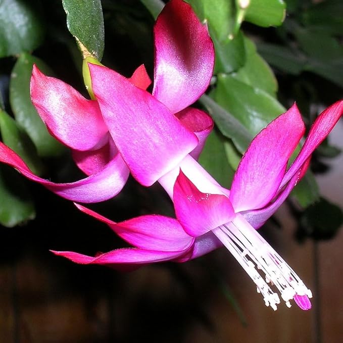 True Thanksgiving Cactus Plant Live in 4" Pot, Ready to Bloom, Holiday Christmas Cactus Plants Live, Vibrant Blooms (Pink)