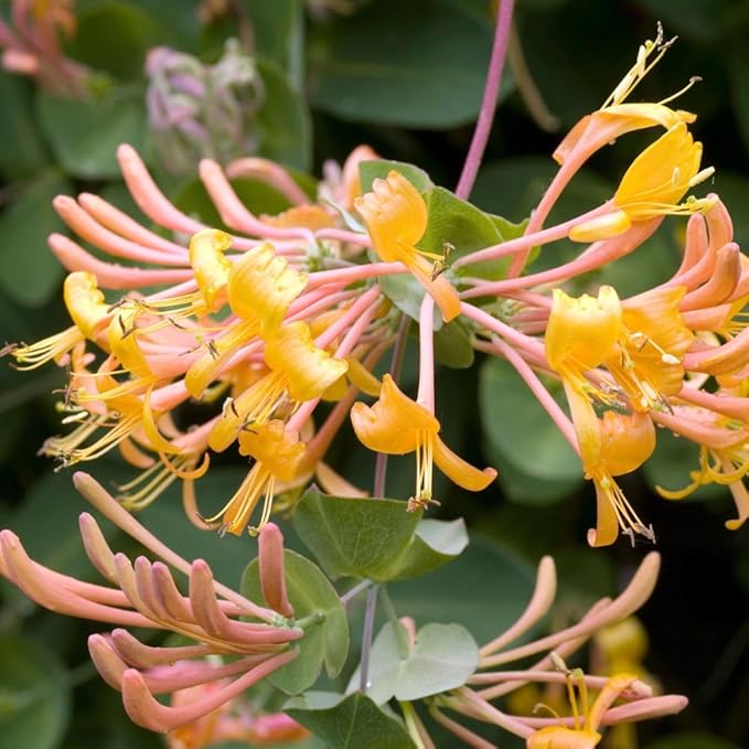 2 Mix Honeysuckle Plants Live, Fragrant Honeysuckle Climbing Vine for Garden, Trellis, or Fence, Starter Plugs 4-8 Inch (Mix Blooms)