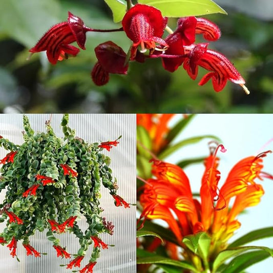 Random Lipstick Plans Live Houseplants in Pot, Aeschynanthus Red Flower Vine Décor Office, Desk Indoor Outdoor Growing