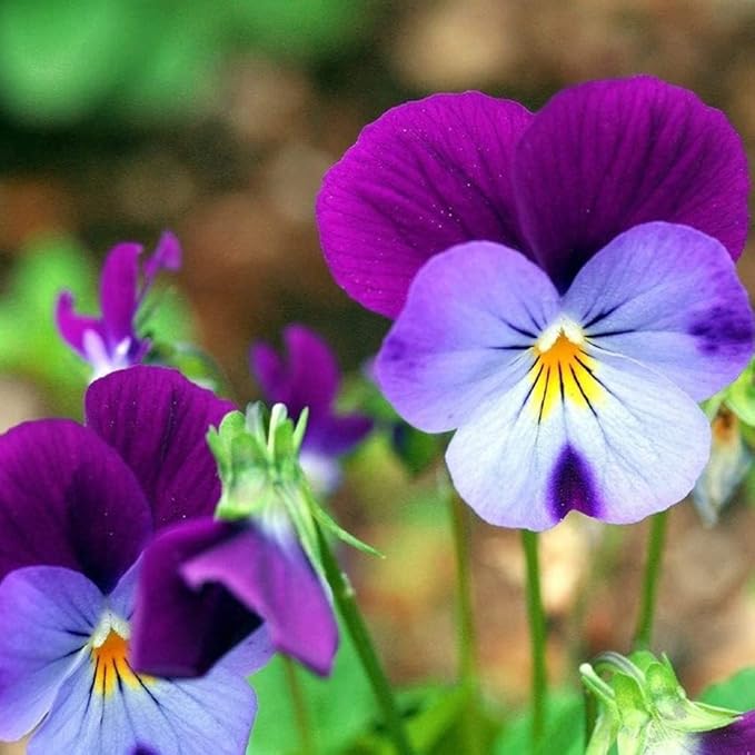 100 Johnny Jump Up Viola Seeds Wild Violet Pansy Seeds for Planting & Growing Perennial Garden Flower Seeds