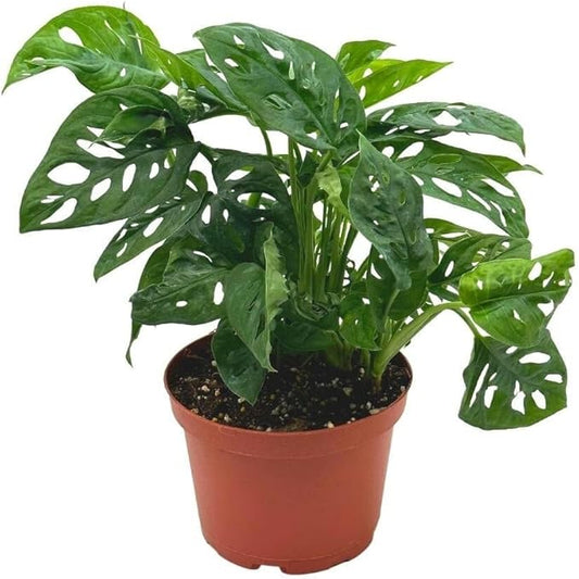 BubbleBlooms Swiss Cheese Plant in a 6 inch Pot Monstera Adansonii, Five Holes Vine Big Indoor House Plant