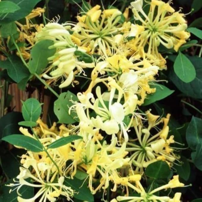 Set 2 Fragrant Honeysuckle Plants Live, Live Honeysuckle Plants 5-9" Tall Vines Bushes Climbing for Planting (Gold White)