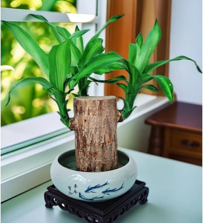 Brazilian Lucky Wood Plant for Home & Office Decor, Brazilian Wood Houseplant Kit Lucky Plants for Good Luck in The Home, Natural Air Cleaner for Bedroom (Yellow)