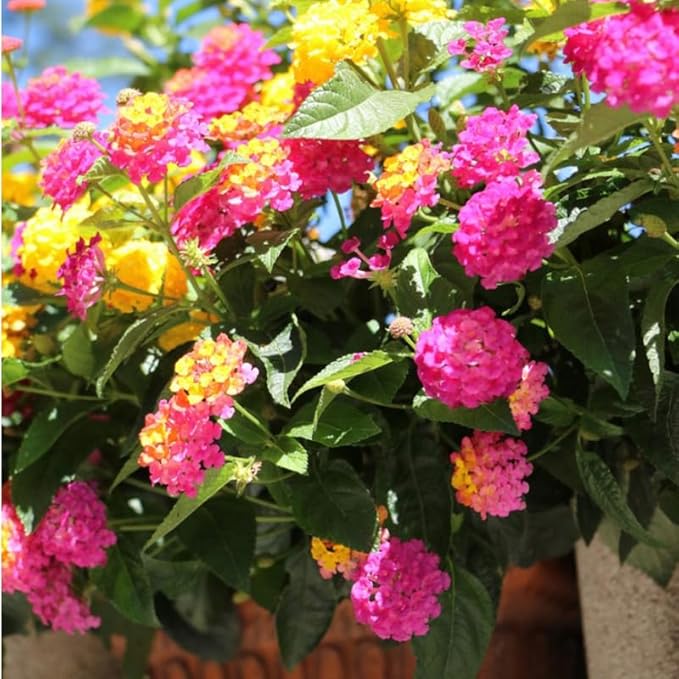 Pack 2 Tri-Colored Lantana Plants Live for Planting Outdoors, 2 to 5 Inch Tall, Lantana Plants Live, Well Rooted