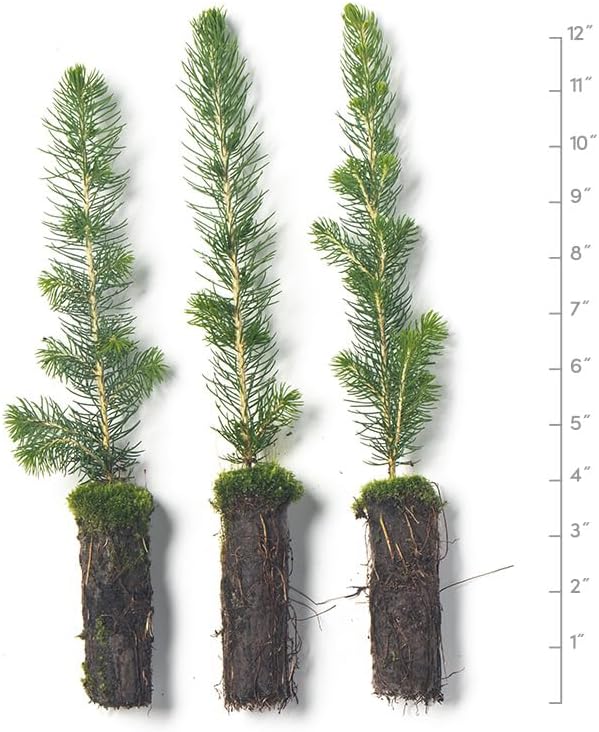 White Spruce Live Tree Seedling Plugs | 6"-12" | Arbor Day Foundation (3-Pack)