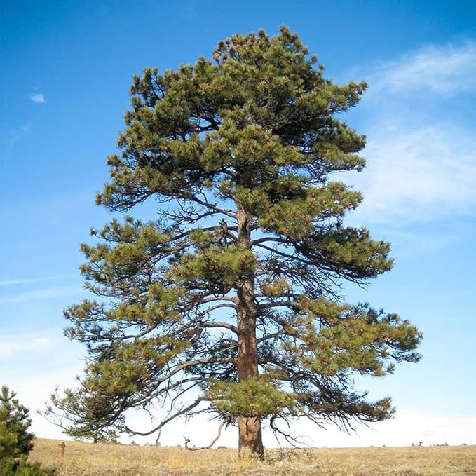 Ponderosa Pine Live Tree Plug Seedlings | 6"-12" | Arbor Day Foundation - (Due to Agricultural Laws, Unavailable to AZ, CA, ID, ME, MT or UT) (3-Pack)