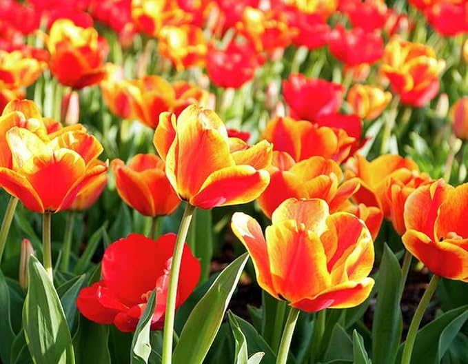 Tulipa Fringed Mixture Tulip Bulbs Size 11/12 for Planting - Plant in Fall, Winter or Early Spring (Apeldoorn Mixture, 15, Count)
