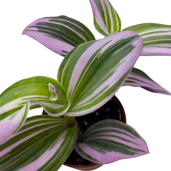 BubbleBlooms Pink Tradescantia Nanouk, Variegated Wandering Jew, Rare 2 inch Tiny Mini Pixie Plant